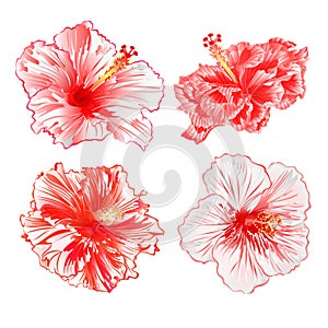 Tropical plants hibiscus red and white  flowers  on a white background  set watercolor vintage vector illustration editable hand