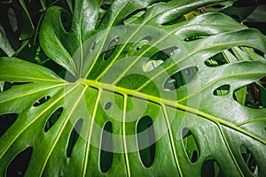 Tropical plants, leaf of Monstera /Philodendron leaves