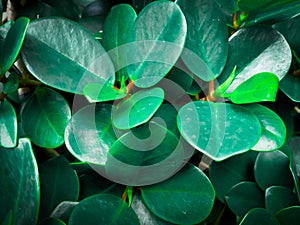 Tropical plants with leaves and flowers