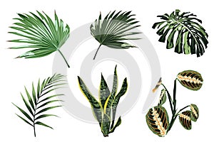 Tropical plants, leaves and palms set. Exotic illustrations, floral elements isolated, Hawaiian bouquet.
