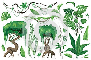 Tropical plants and lianes set graphic elements in flat design. Bundle of different type exotic trees and leaves, wild flora and