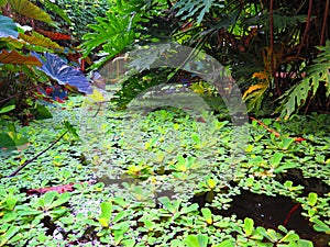 Tropical plants in the Living Rain forest