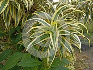 Tropical plants with long green and white leaves. White Stripe Dragon Tree. Dracaena Sanderiana plant growing in the garden