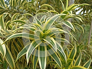 Tropical plants with long green and white leaves. White Stripe Dragon Tree. Dracaena Sanderiana plant growing in the garden