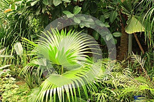 Tropical Plants