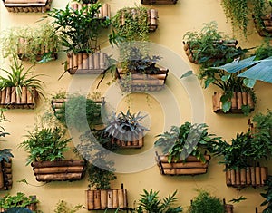 Tropical Plants In Planters In Cuba