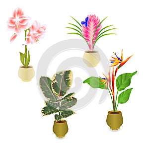 Tropical plants in pot amaryllis Tillandsia cyanea Ficus Elastica Strelitzia reginae tropical flowers in pot on white background s