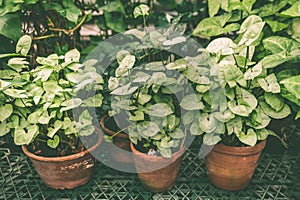 Tropical plants in pots , the subject of floriculture , cultivation