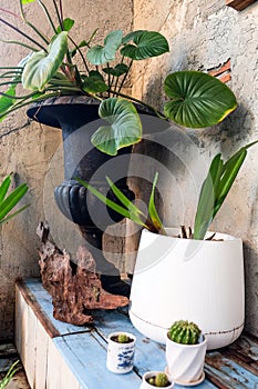 Tropical plants in pots on the windowsill