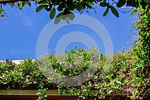 Tropical plants on the roof of house photo