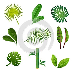 Tropical plants set. Vector illustration of green leaves