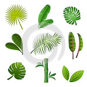 Tropical plants set. Vector illustration of green leaves.