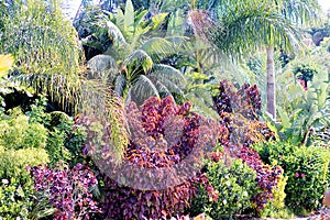 Tropical plants in Siam Park