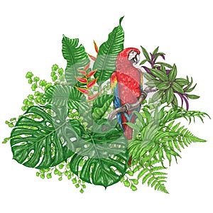 Tropical Plants and Sitting Macaw