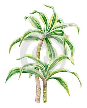 Tropical plants with striped leaves