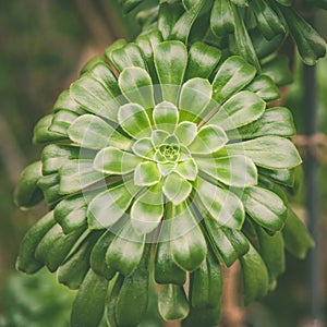 Tropical plants  succulents, the subject of floriculture , cultivation of flowers