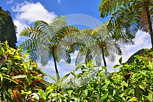 Tropical plants, tree ferns in Dominica