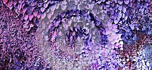 Tropical plants wall. Climbing plants. Nature background. Violet color