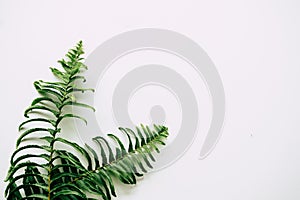 Tropical plants on white background