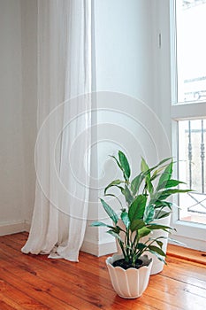 Spathiphyllum flowers near window