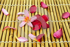 Tropical Plumeria on Bamboo for spa and wellness concept