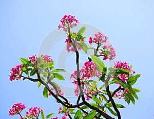 Tropical Plumeria Tree