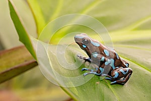 Tropical poison dart frog Panama