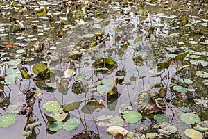 Tropical pond lake with aquatic plants, Perdana Botanical Garden, Malaysia