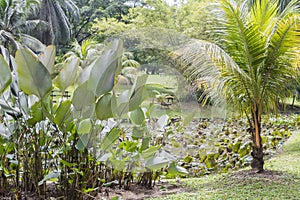 Tropical pond lake with aquatic plants, Perdana Botanical Garden, Malaysia