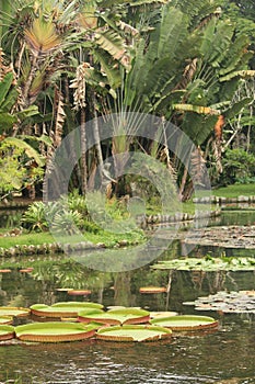 A tropical pond lake inside botany garden photo