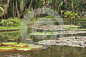 A tropical pond lake inside botany garden with water lilies photo
