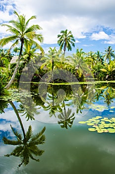 Tropical pond is surrounded by lush vegetation