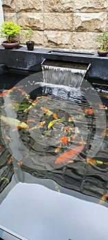 Tropical pool of koi fish as home relaxation idea
