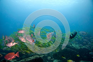 Tropical portrait of colourful fish