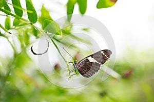 Tropical Postman butterfly Heliconius erato feeding and restin