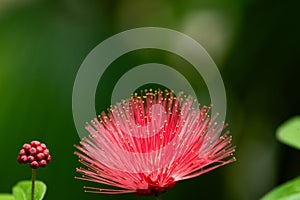 Tropical powderpuff flower (calliandra haematocephala) with dreamy green background