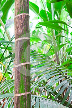 Tropical pristine rain forest background