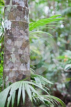 Tropical pristine rain forest background