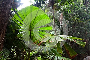 Tropical pristine rain forest background photo