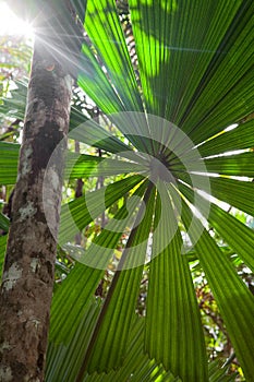 Tropical pristine rain forest background