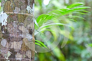 Tropical pristine rain forest green background photo