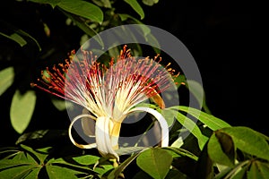Tropical Provision Tree Flower in Belize Jungle photo