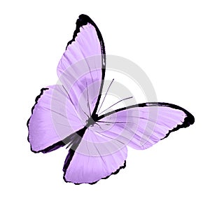 Tropical purple butterfly. isolated on white background