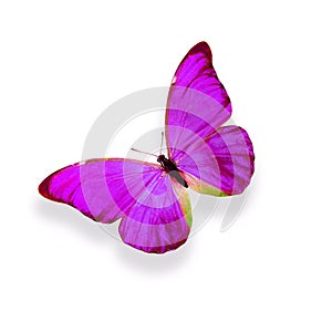 tropical purple butterfly. isolated on white background
