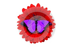 tropical purple butterfly sitting on a red gerbera flower. isolated on white background