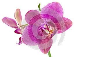 Tropical purple Orchid flower isolated on white background