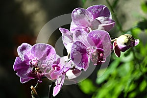 Tropical Purple Orchid at the Mediterranean Conservatory