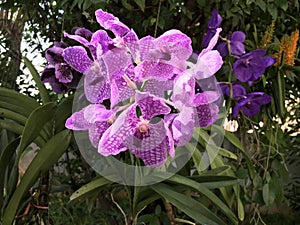 Tropical purple orchid