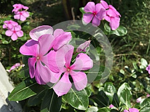 Tropical purple West Indian Periwinkle flower Catharanthus roseus L.