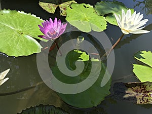 Tropical purple and white water lilies in a pond with tiny orange fishes